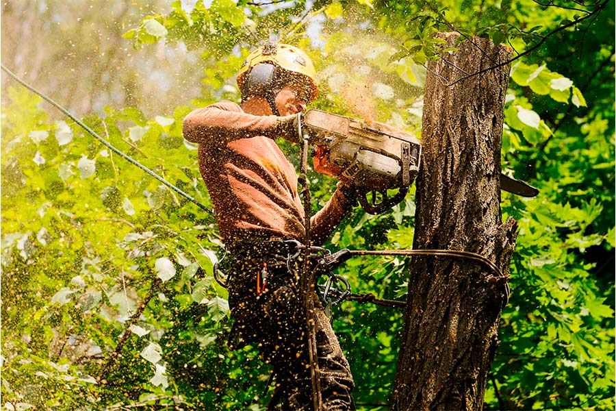 tree removal service high quality Western Oregon